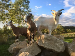 Gundula, Benjamin, Gretel