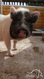 Piggeldy