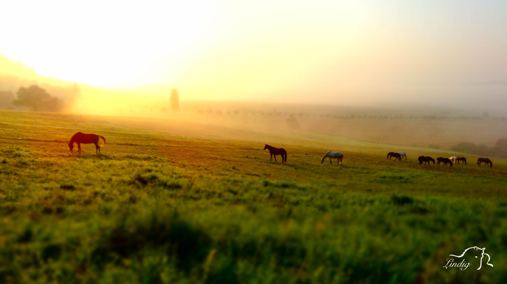 Sonnenaufgang über den Koppeln des Reiterhof Lindig Hohenfelden