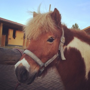 Lotti