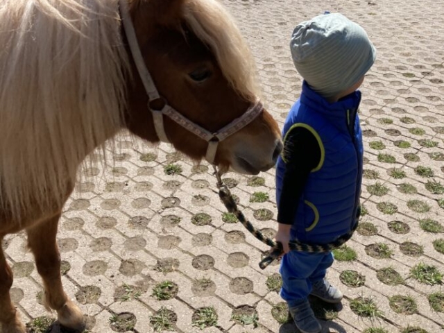 Schon die Kleinsten lernen das Führen der Pferde