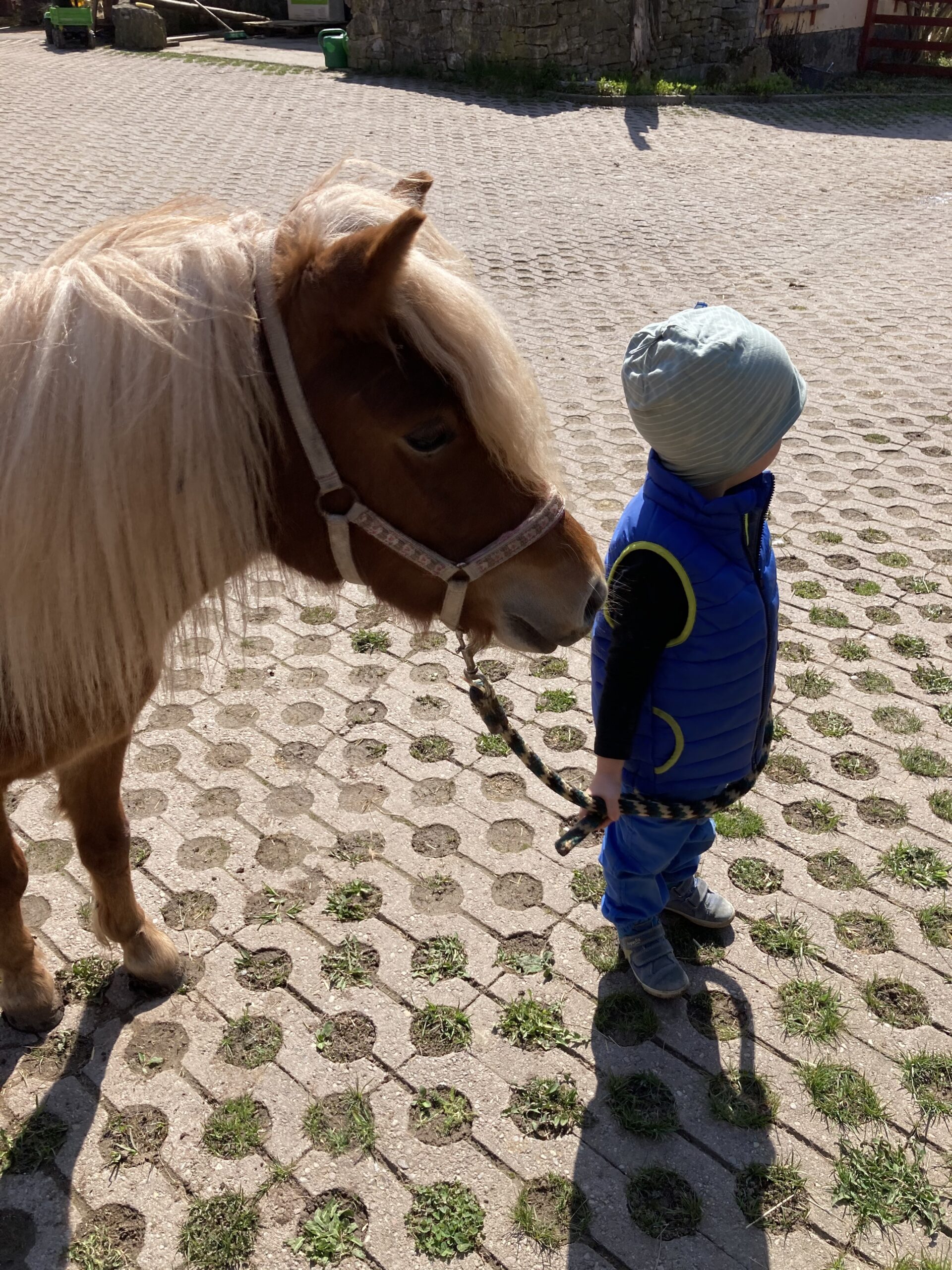 Schon die Kleinsten lernen das Führen der Pferde