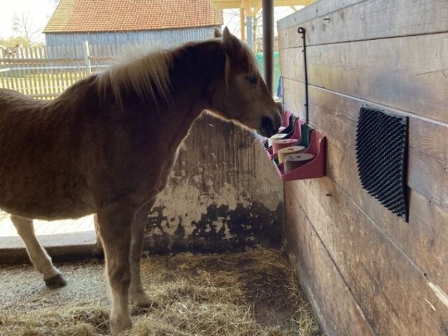 Unsere Pferde können sich an der „Lecksteinbar“ frei bedienen.