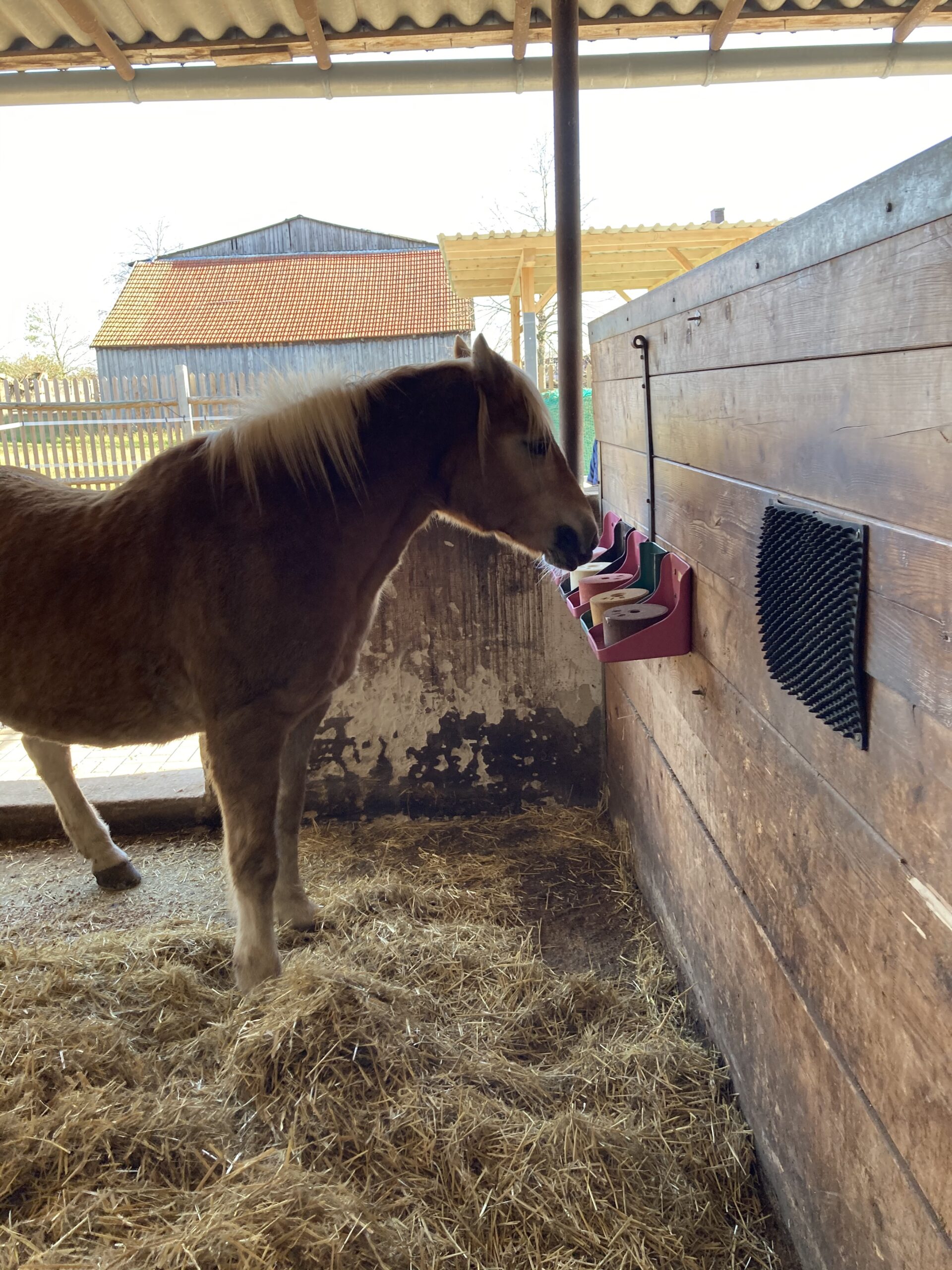 Unsere Pferde können sich an der „Lecksteinbar“ frei bedienen.
