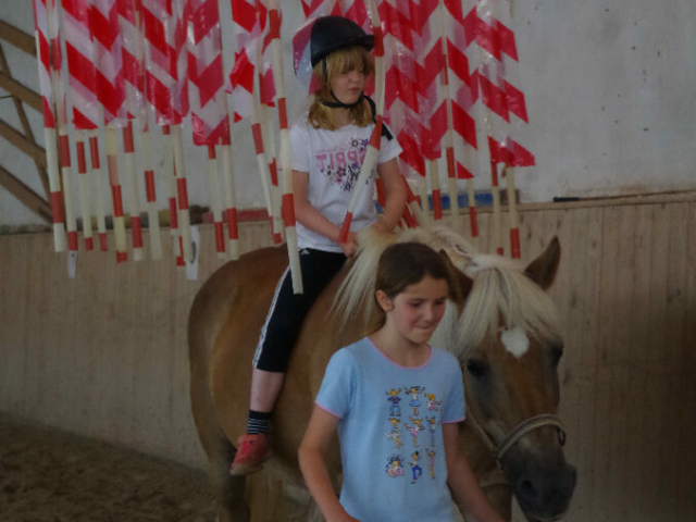 Mucke Pferd Haflinger
