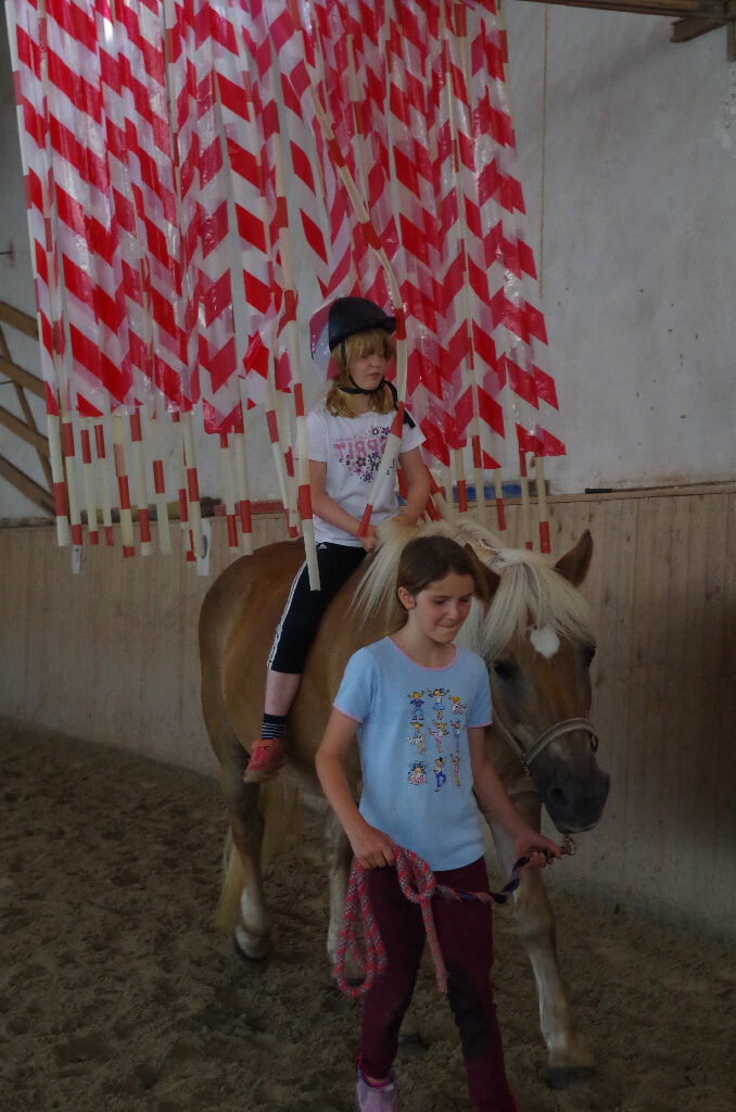 Mucke Pferd Haflinger