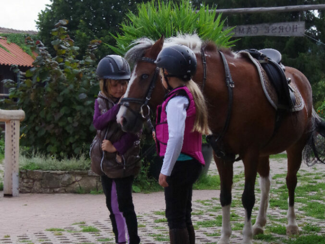Pony
