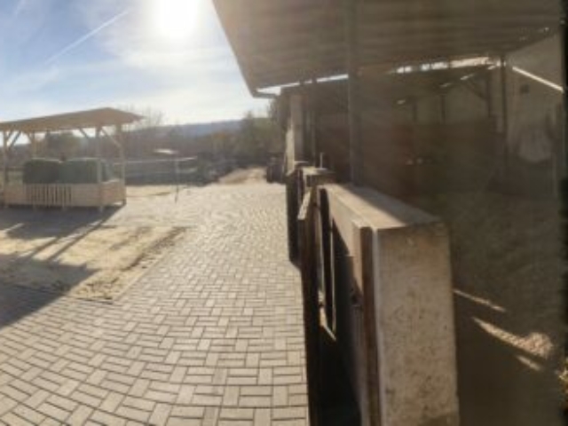 Unsere Schulpferde werden in Kleingruppen am Stall gehalten. Hier steht ihnen ein Offenstall zur Verfügung mit permanentem Raufutterzugang.